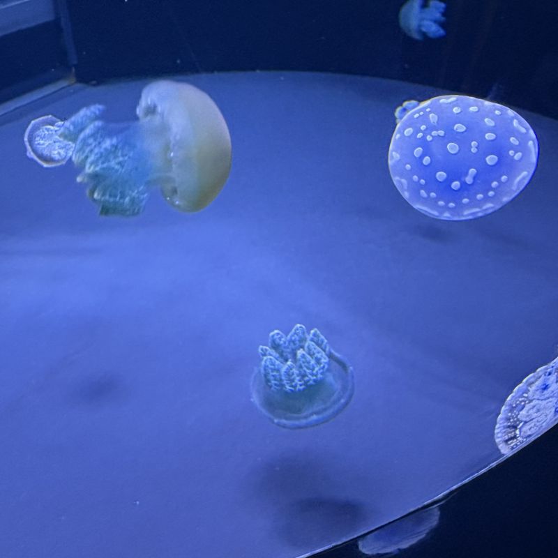 Jellyfish at the National Aquarium in Baltimore, Maryland