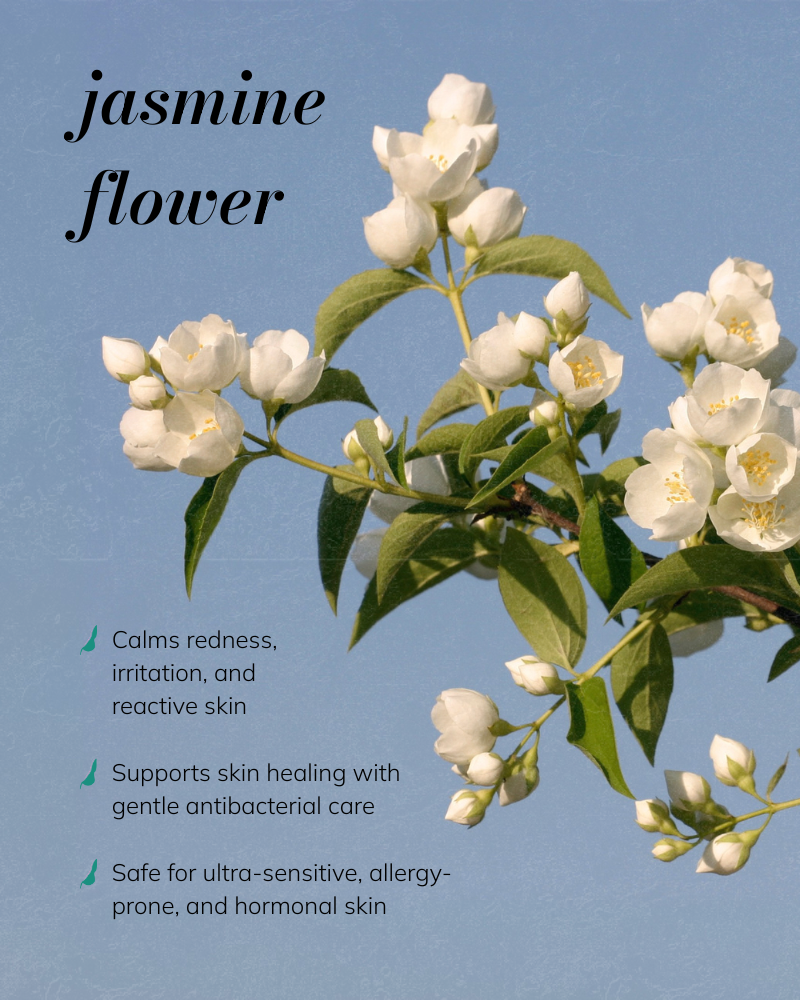 Jasmine flower branch with text on a blue background. The text reads: calms redness, irritation, and reactive skin. Supports skin healing with gentle antibacterial care. Safe for ultra-sensitive, allergy-prone, and hormonal skin."