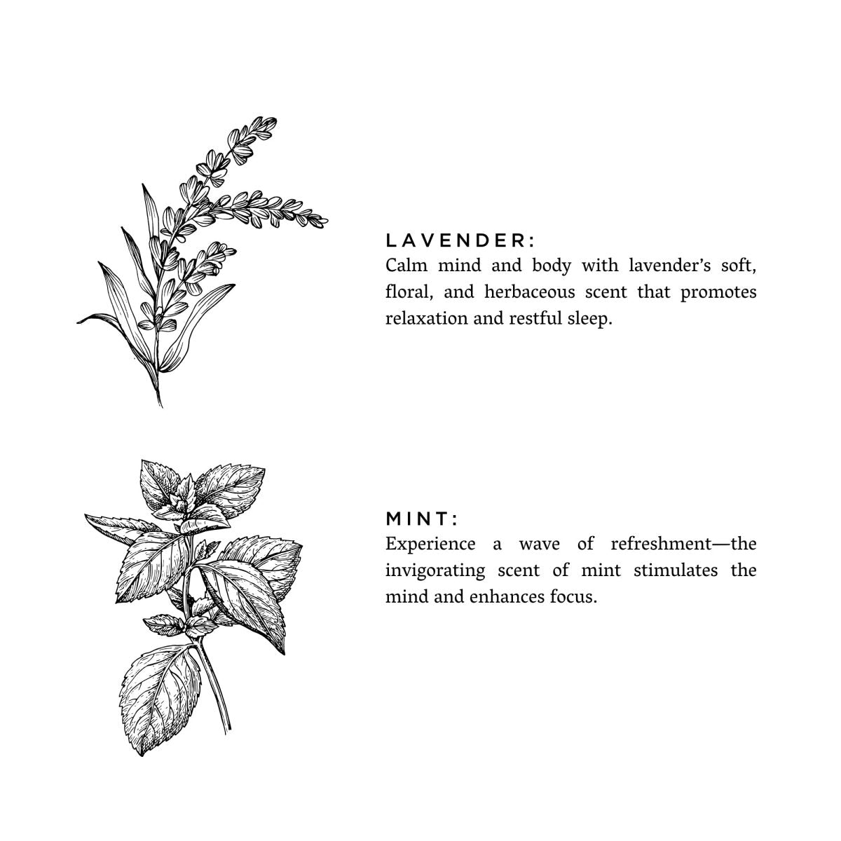 Lavender and mint benefits for relaxation and focus.